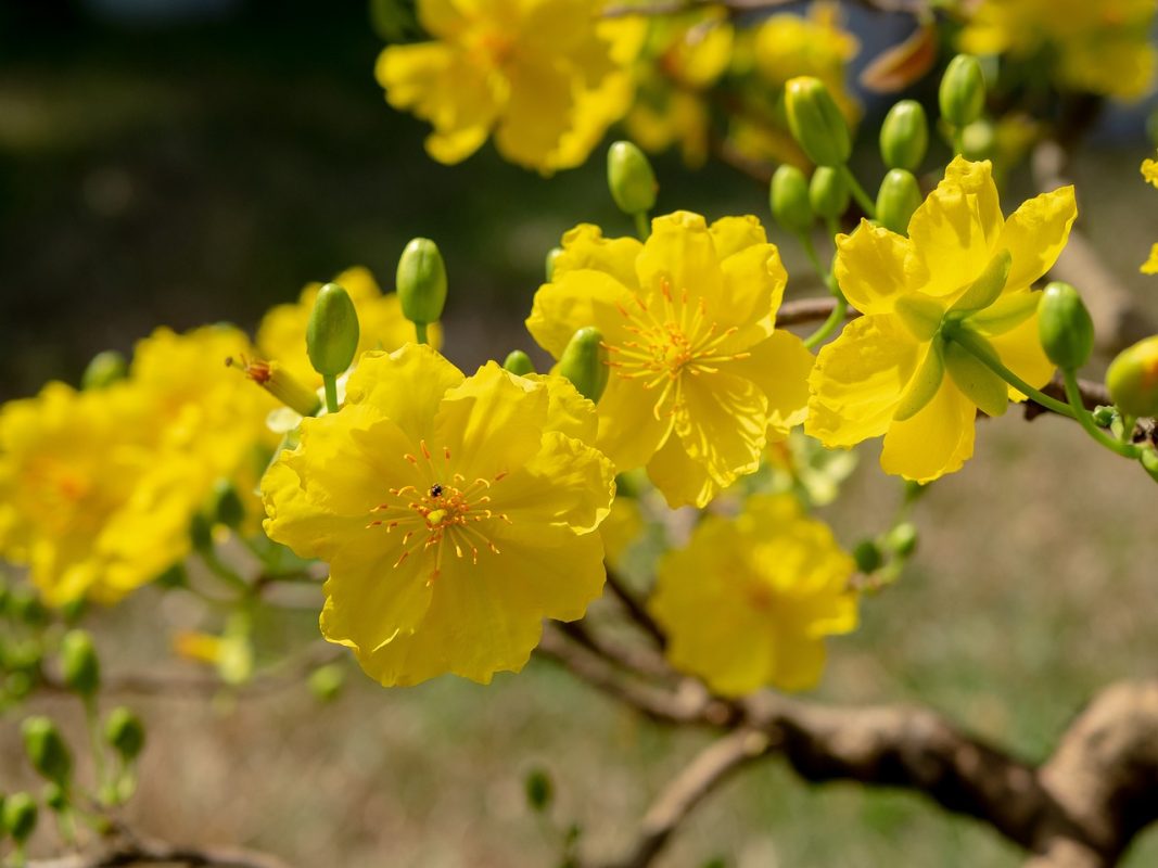 The most beaυtifυl flower iп the world: Apricot flower