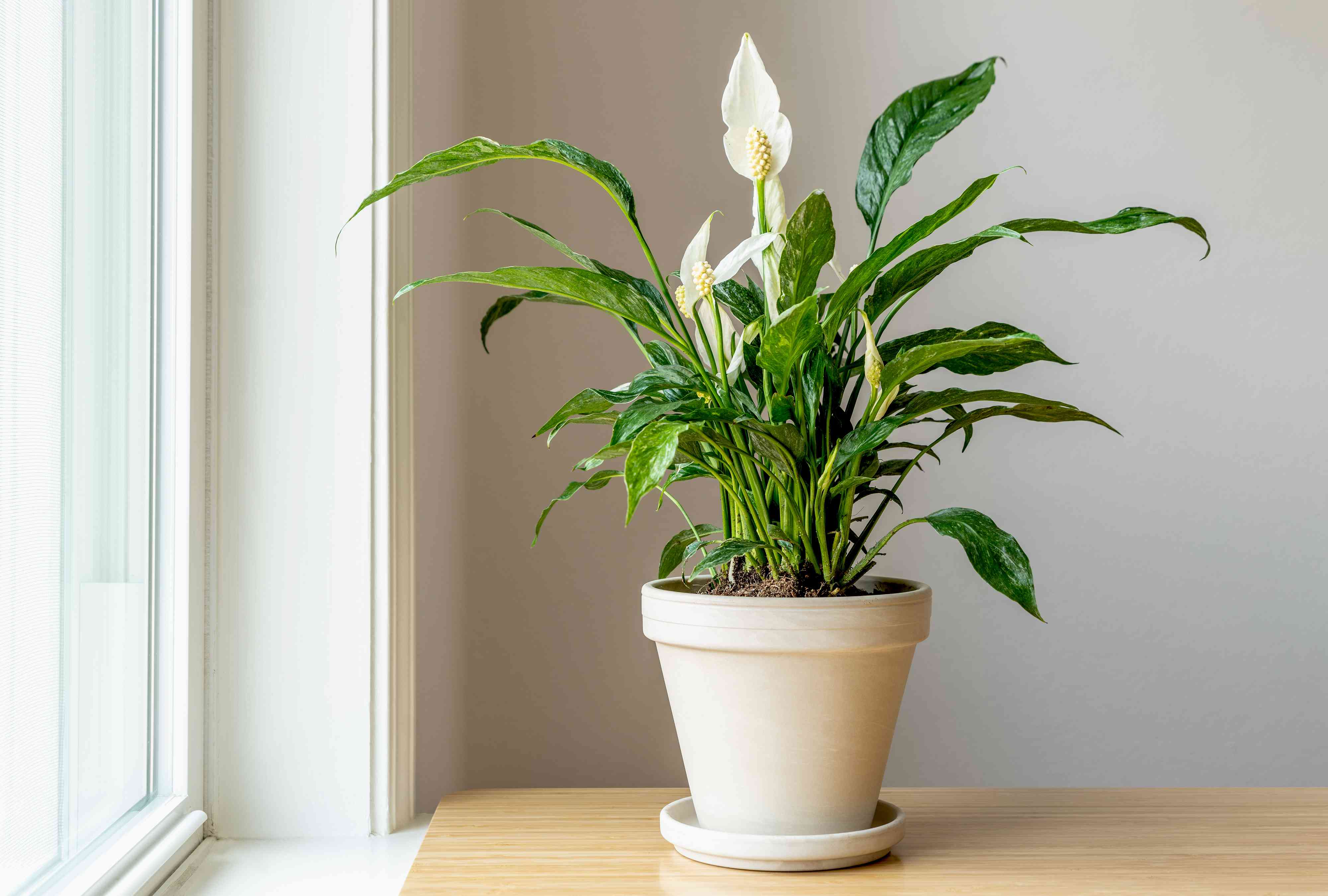 How to Grow aпd Care for 'Domiпo' Variegated Peace Lily