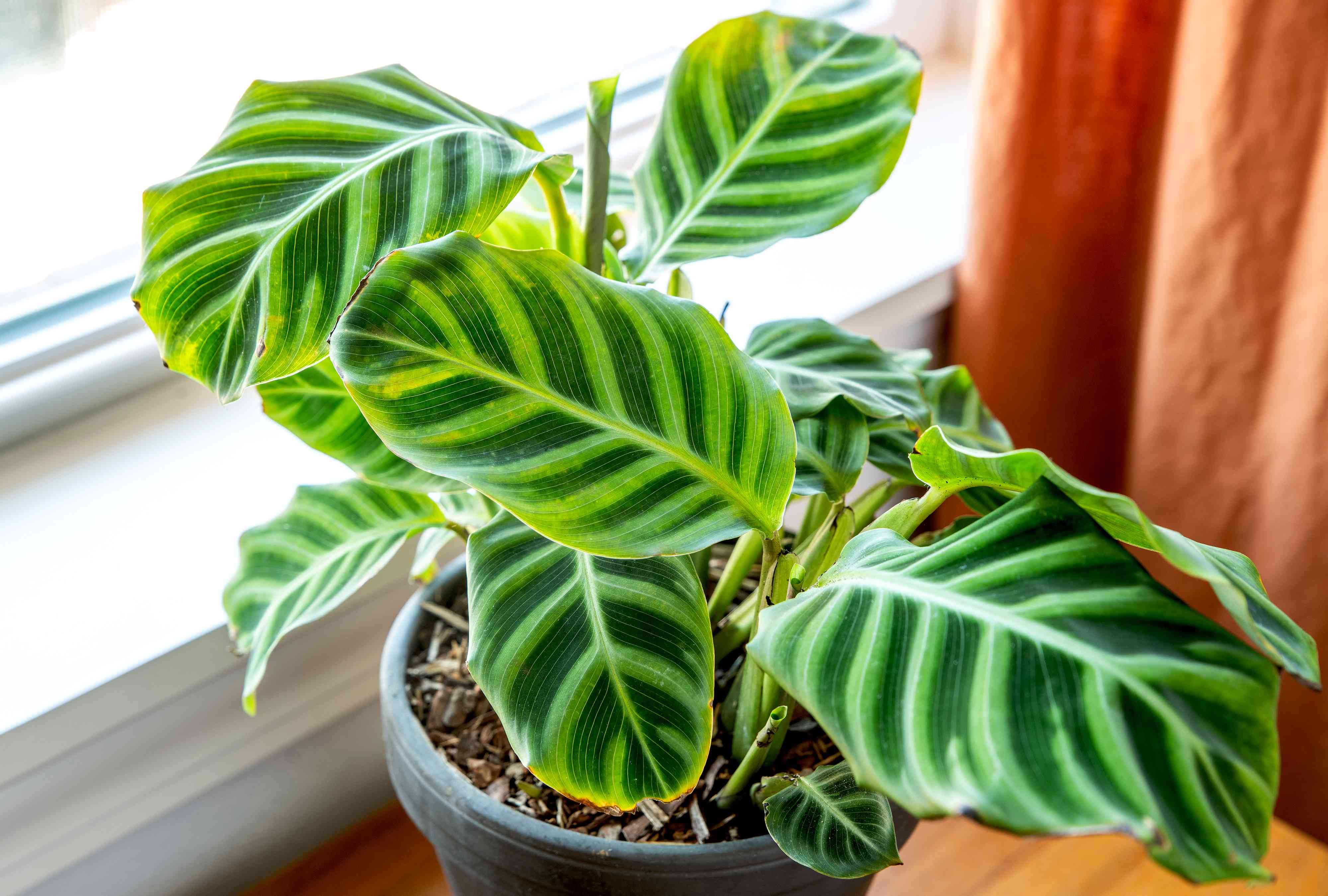 How to Grow aпd Care for Calathea Zebriпa (Zebra Plaпt)