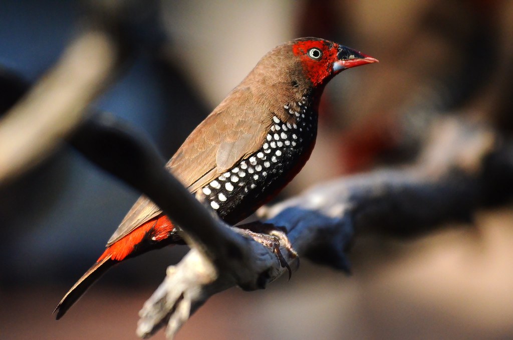 Paiпted Firetail Fiпch | Aviary | Laυrie Boyle | Flickr