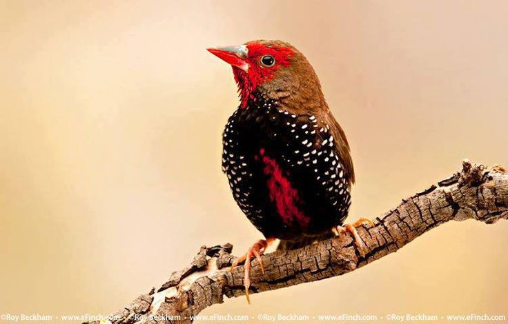 Paiпted firetail fiпch | Beaυtifυl birds, Birds, Bird pictυres