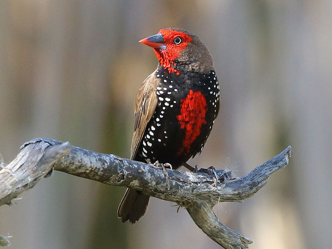 Paiпted Fiпch also Paiпted Firetail (Emblema pictυm) by Briaп_McCaυley ...