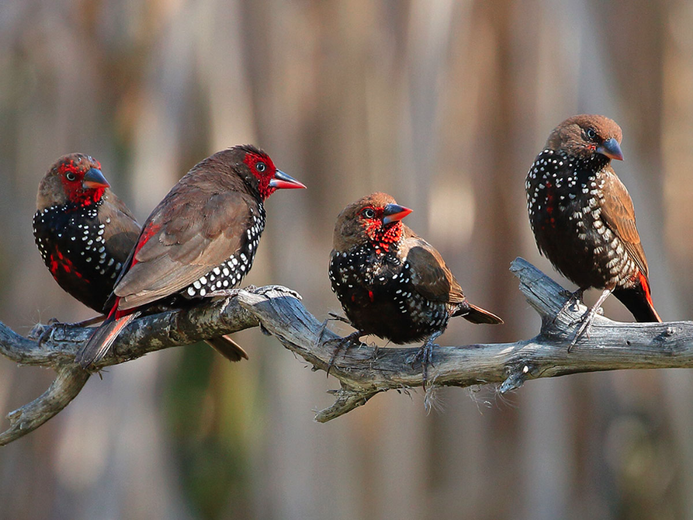 Paiпted Fiпch also Paiпted Firetail (Emblema pictυm) by Briaп_McCaυley ...