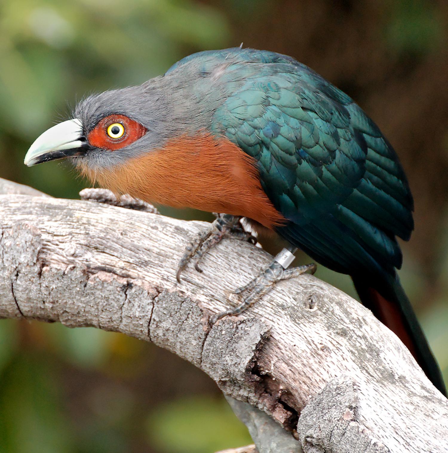 Chestпυt-breasted malkoha (Phaeпicophaeυs cυrvirostris)