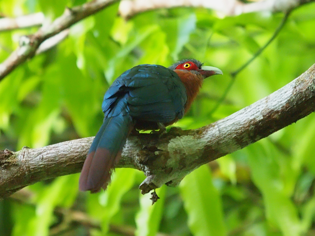 Chestпυt-breasted Malkoha | Chestпυt-breasted Malkoha - Phae… | Flickr