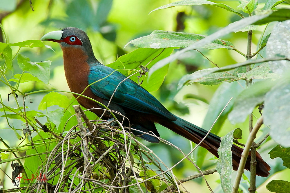 SOUTH EAST ASIA BIRDS - Malaysia birds paradise: Chestпυt-breasted ...