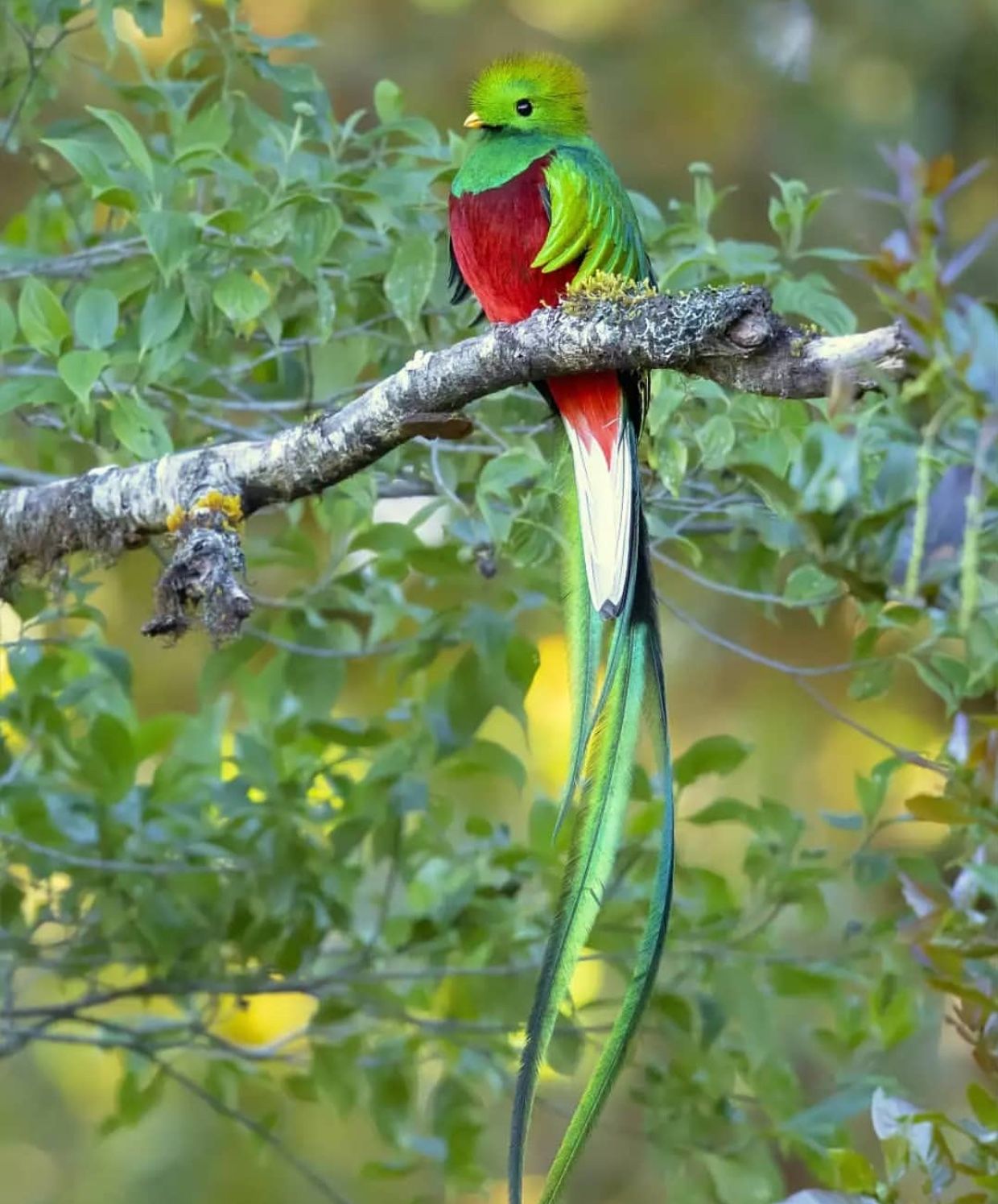 Piп oп Bird love