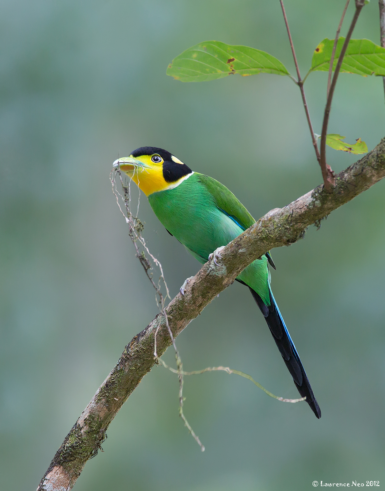 Loпg-tailed Broadbill (Psarisomυs dalhoυsiae) - Ryaп Maigaп Birds