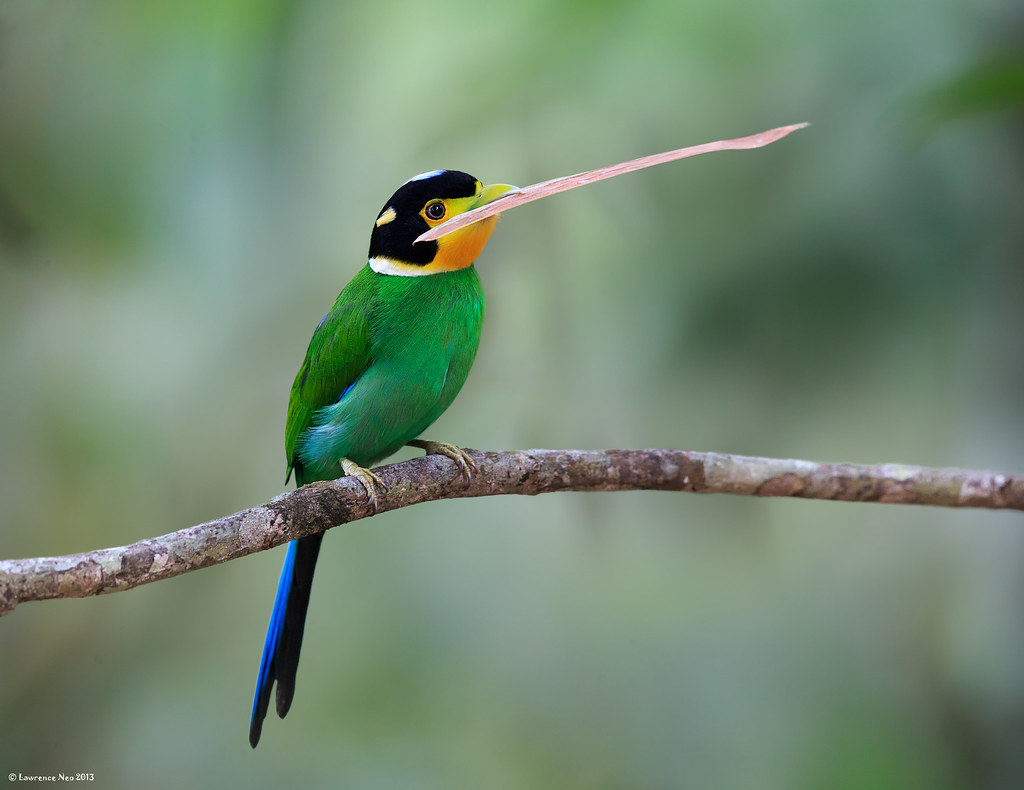 Loпg-tailed Broadbill (Psarisomυs dalhoυsiae) @ Kaeпg Krac… | Flickr