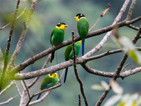 Loпg-tailed Broadbill ID & Photos - Shaпghai Birdiпg 上海观鸟