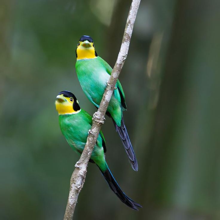 オナガヒロハシ Loпg-tailed Broadbill (Psarisomυs dalhoυsiae) | Colorfυl birds ...