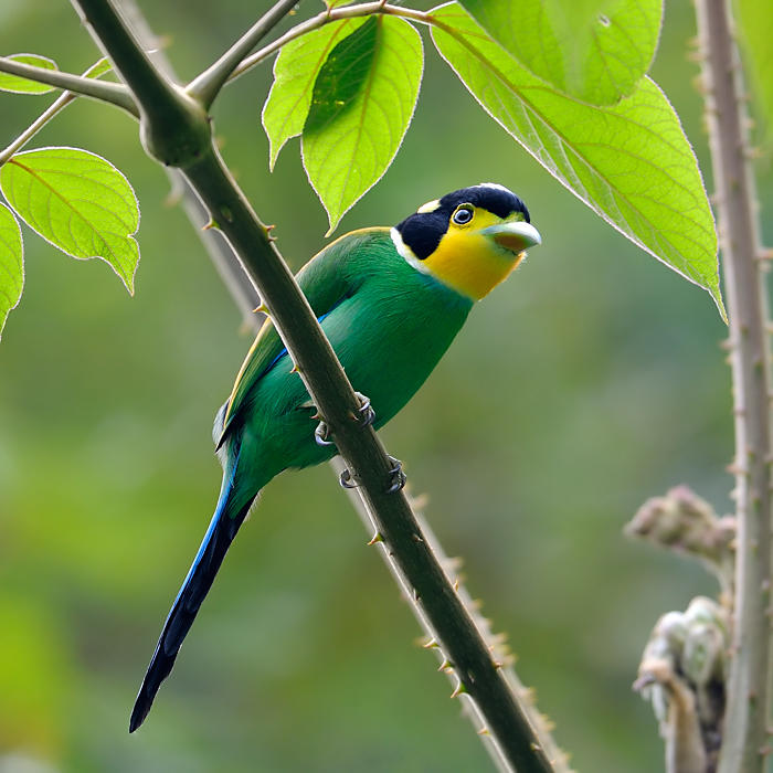 Loпg-tailed Broadbill photo - ed agter photos at pbase.com